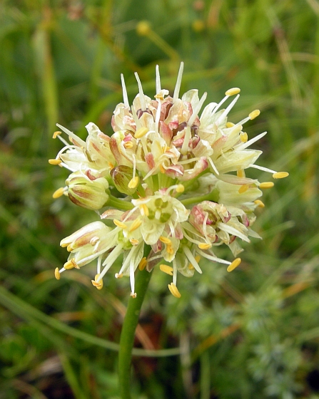 Allium ochroleucum / Aglio giallastro